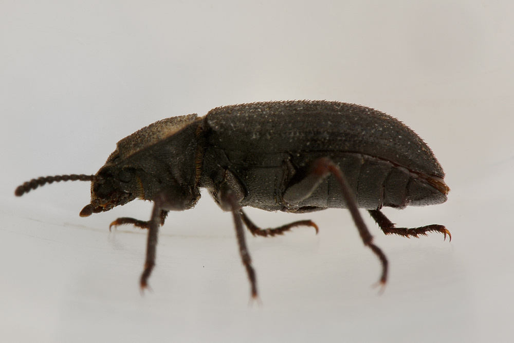 Gonocephalum granulatum nigrum, Tenebrionidae